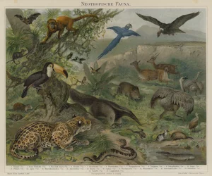 Neotropical Fauna
